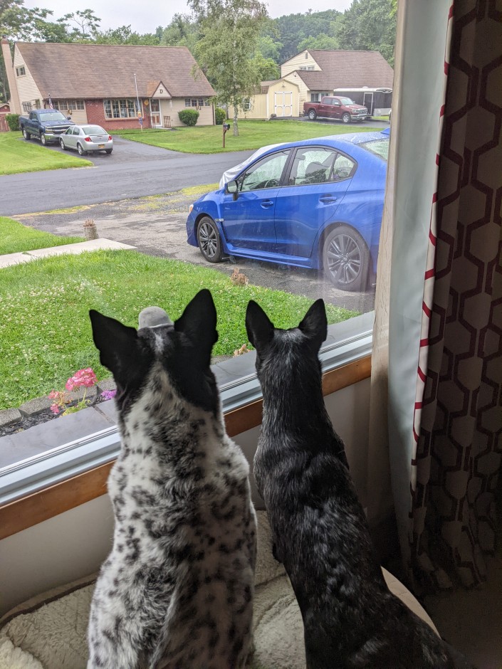 Vicky  Eckert's 2020 WRX