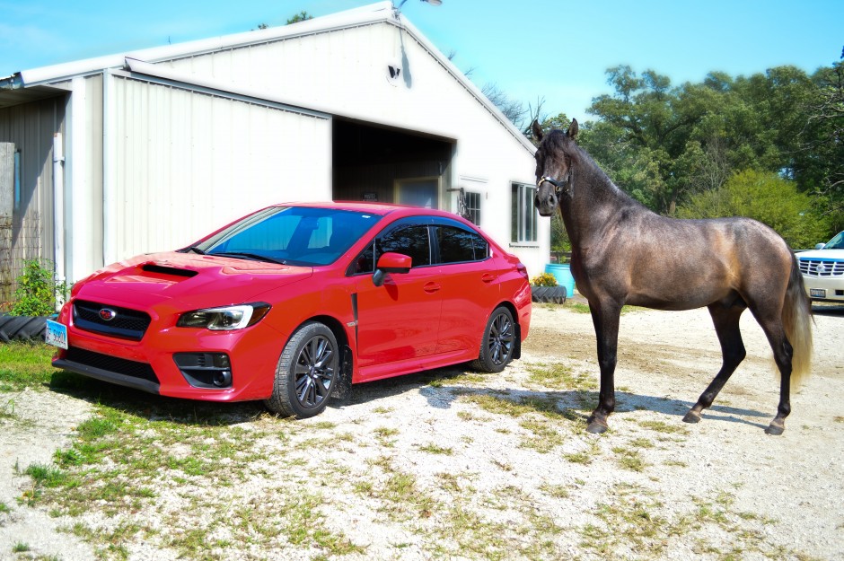 Angela F's 2016 WRX